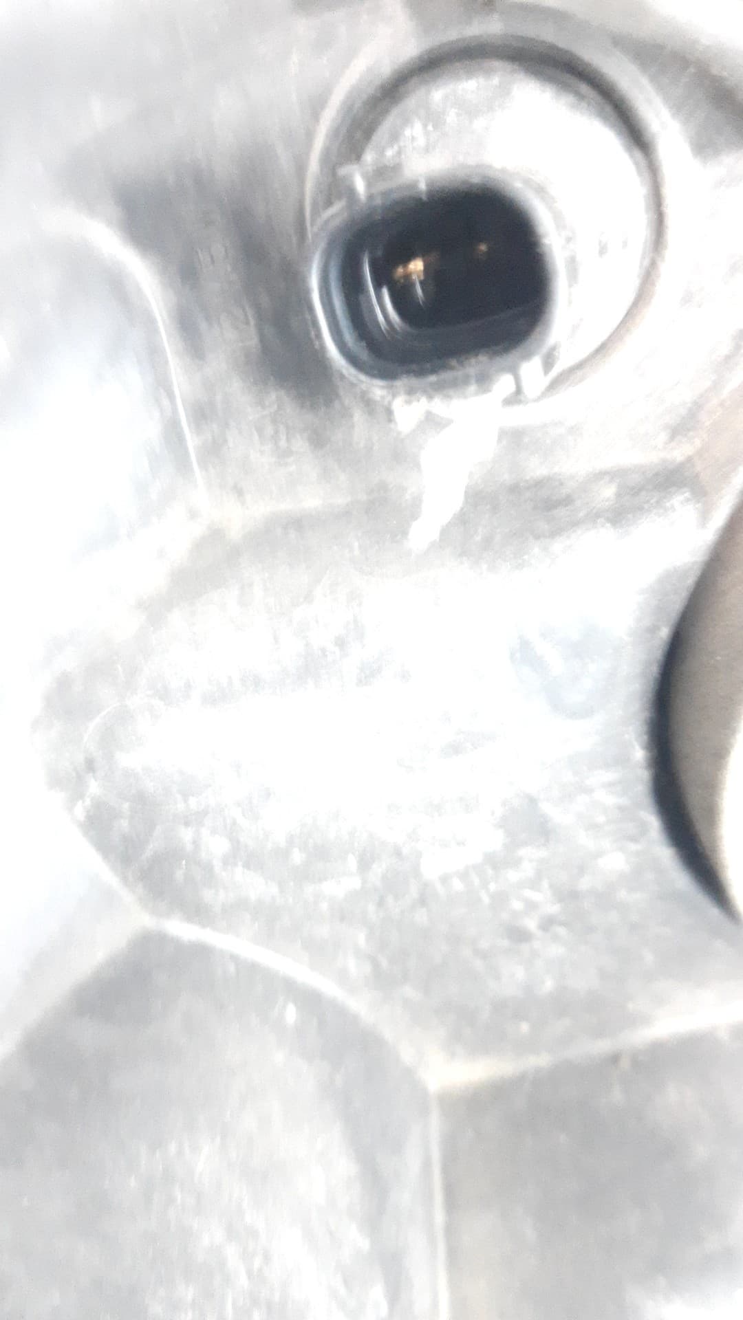 Faro izquierdo TOYOTA COROLLA VERSO (R1) 3