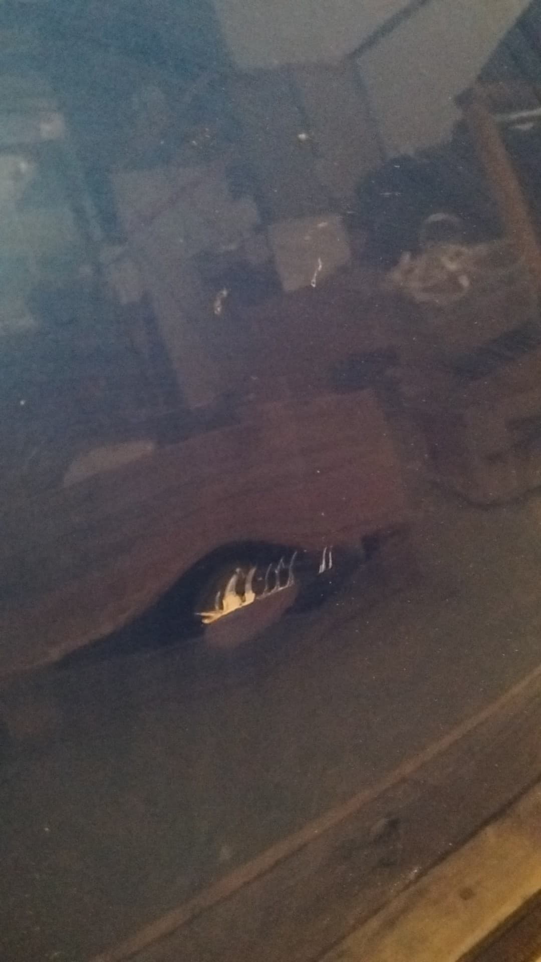 Puerta trasera izquierda HONDA ACCORD BERLINA (CU) 2