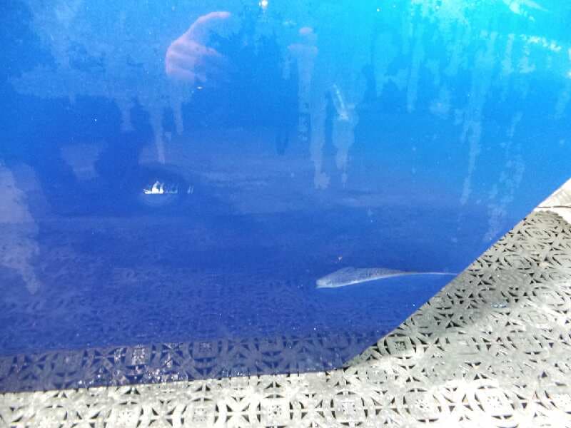 Puerta trasera izquierda HONDA ACCORD BERLINA (CU) 4